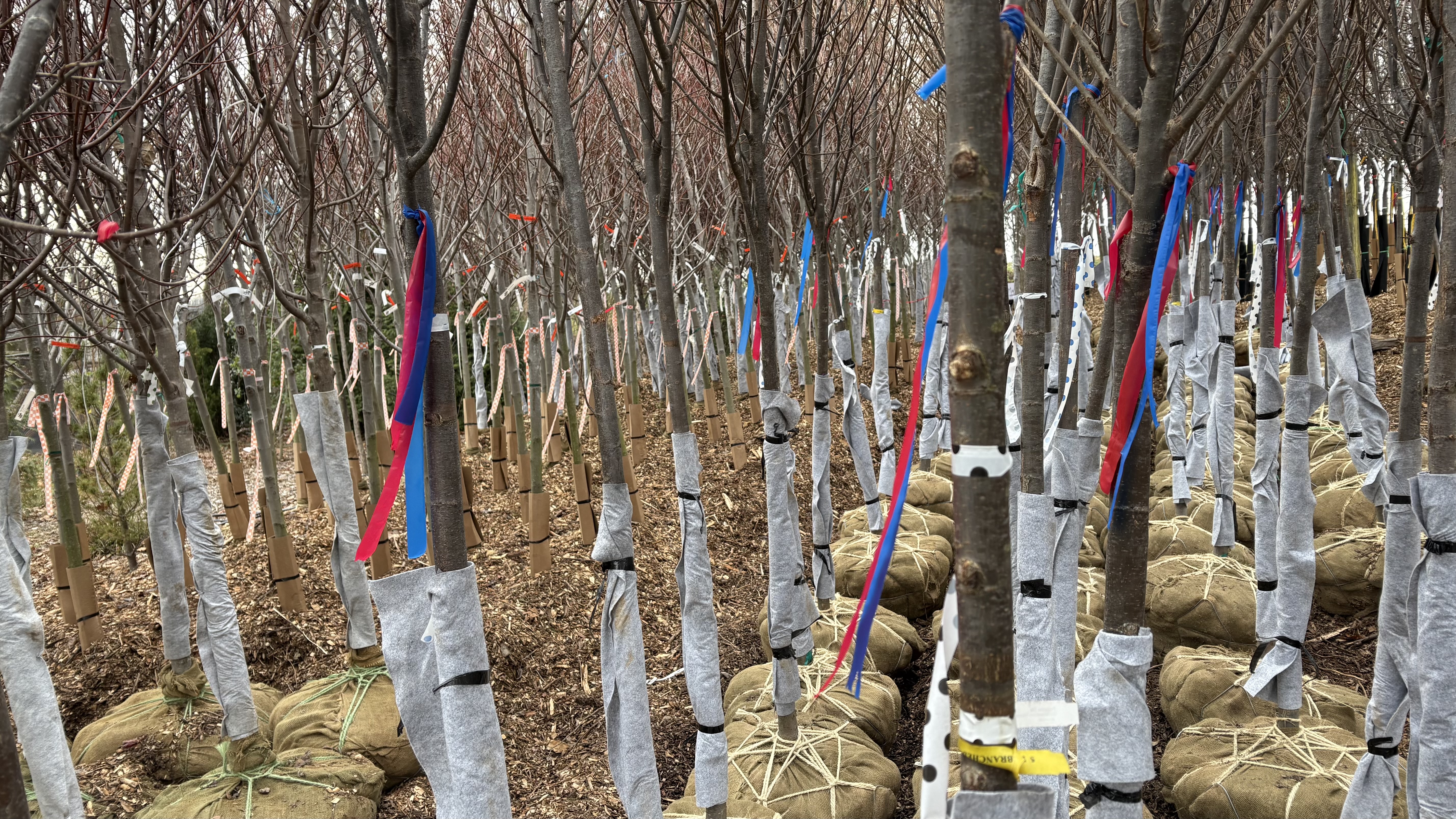 A collection of young shade trees in winter at a plant nursery.