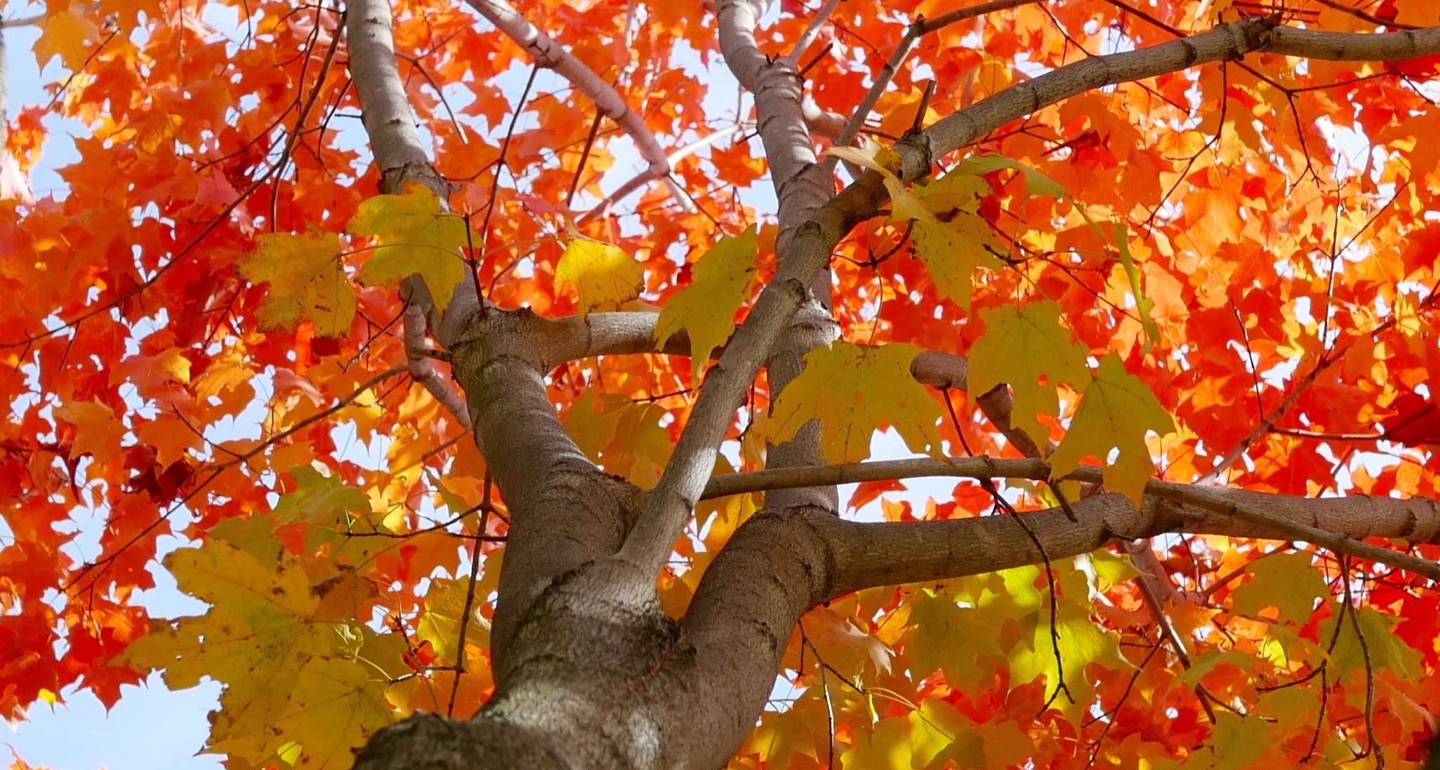 Red, orange, and yellow leaves on a sugar maple