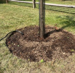 water slowly dripping from a garden hose at the base of a tree