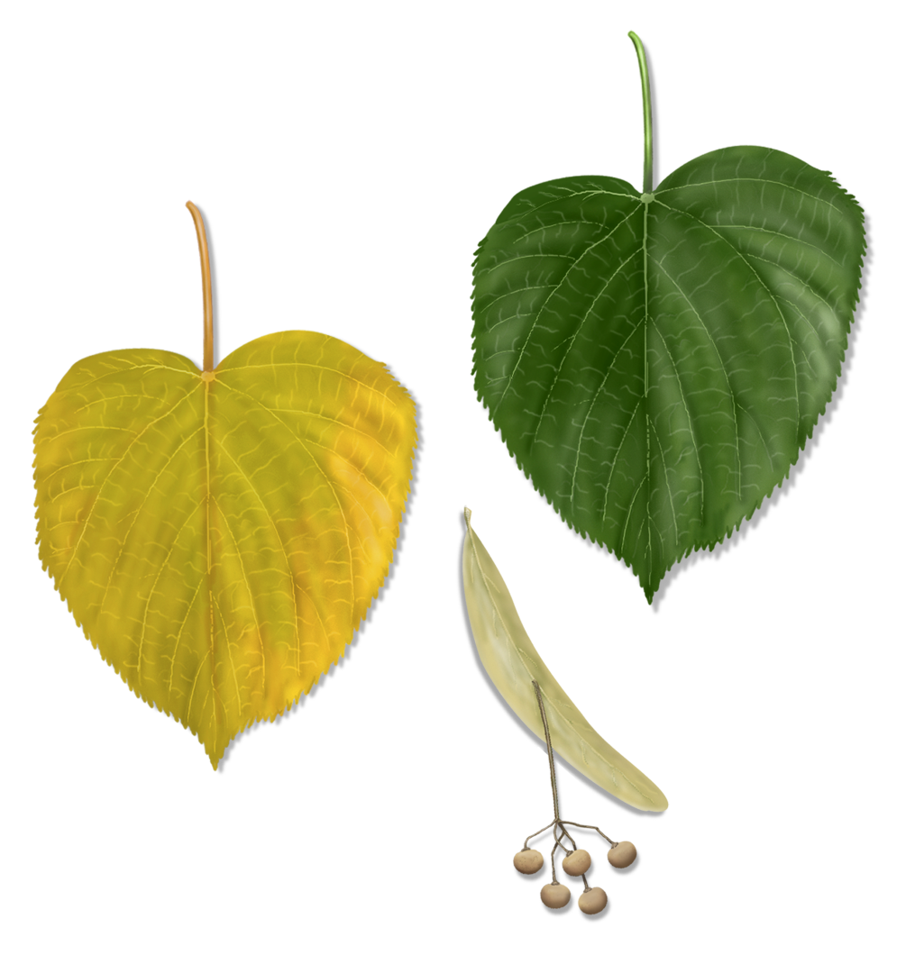 Chief River Nursery Catalog American Basswood Tree Seedlings - 3 Pack  Linden Trees (Tilia Americana) For Planting Plum Trees Live Plants, image size:1005x1080