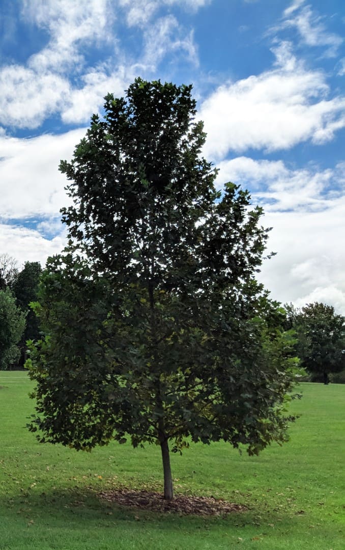 American Sycamore Tree Montgomery