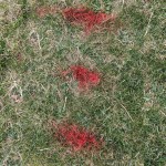 red painted markings on lawn