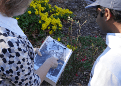 Arborist reviewing planting plan with resident