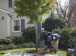 two men inspecting a newly planted tree